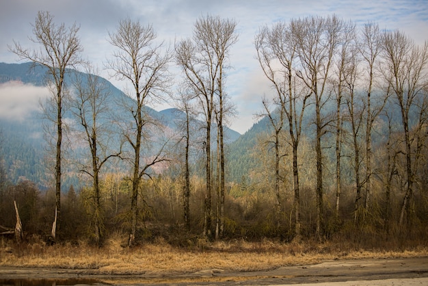 Bezpłatne zdjęcie drzewa zielone liściowe przez góry