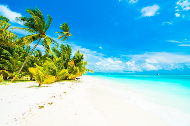 Bezpłatne zdjęcie drzewo, niebo, laguny maldives resort