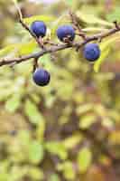 Bezpłatne zdjęcie drzewo tarniny piękne i zdrowe owoce jesieni