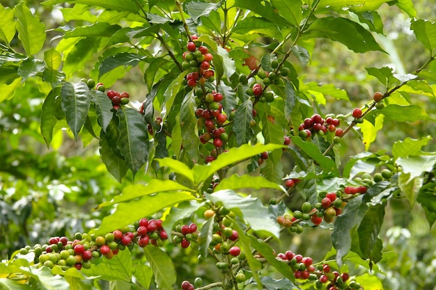 Drzewo z małymi zielonymi i czerwonymi jagodami na nim