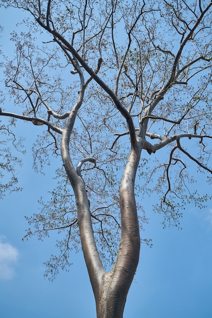 Bezpłatne zdjęcie drzewo
