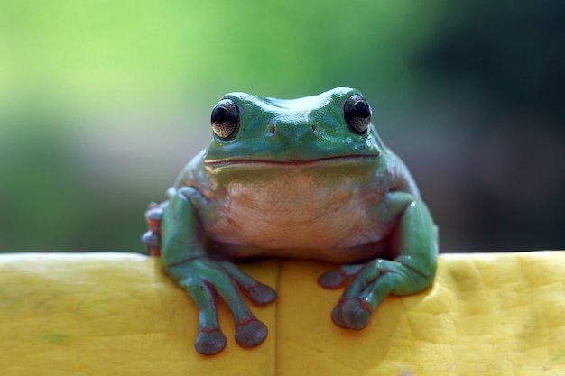 Dumpty żaba siedząca na zielonych liściach