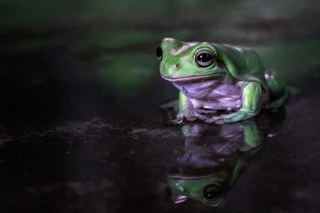 Bezpłatne zdjęcie dumpy frog litoria caerulea na odbiciu