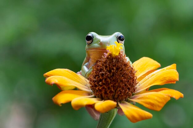 Dumpy żaba litoria caerulea na kwiatku