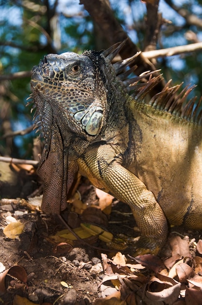 duża iguana
