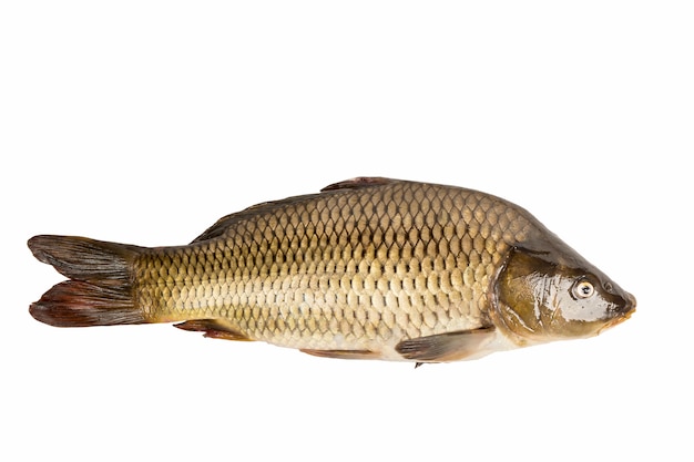 Duża karp ryba odizolowywająca na białym tle.