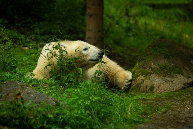 Duża piękna rodzina niedźwiedzi polarnych śpiąca razem Cudowne stworzenie w naturalnym środowisku Zagrożone zwierzęta w niewoli Ursus maritimus