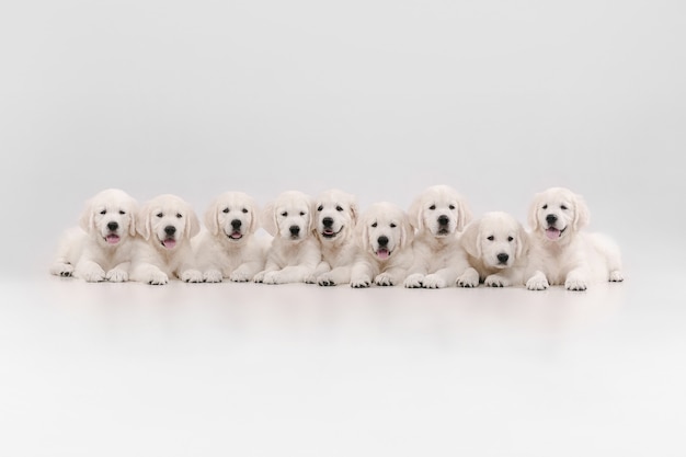 Bezpłatne zdjęcie duża rodzina. angielskie kremowe golden retrievery pozują