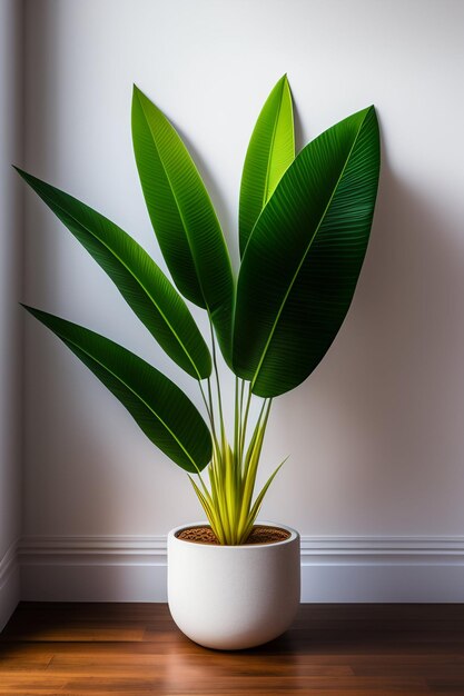 Duża roślina w białej doniczce z zieloną liściastą rośliną przed białą ścianą.
