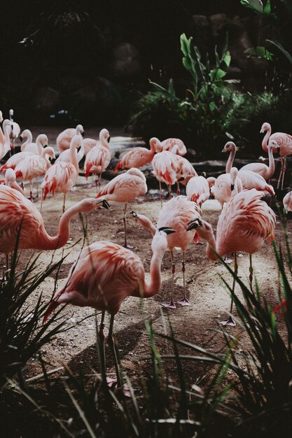 Duże stado pięknych różowych flamingów w egzotycznym tropikalnym polu