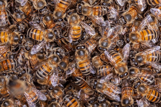 Dużo honey bee apis mellifera w ulu