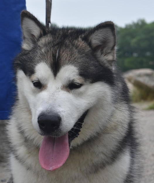 Duży alaskan malamute pies z wystającym językiem.