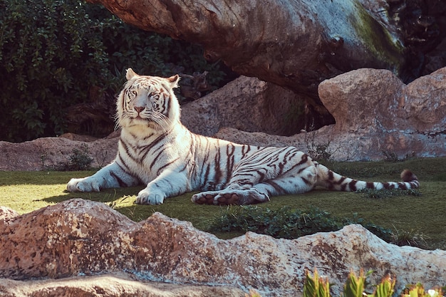 Bezpłatne zdjęcie duży biały tygrys bengalski siedzi w cieniu parku narodowego zoo, odpoczywając w upalny letni dzień.