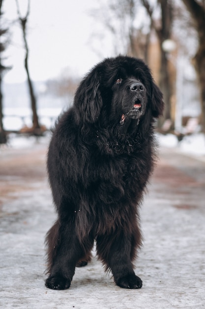 Duży czarny pies na zewnątrz w parku