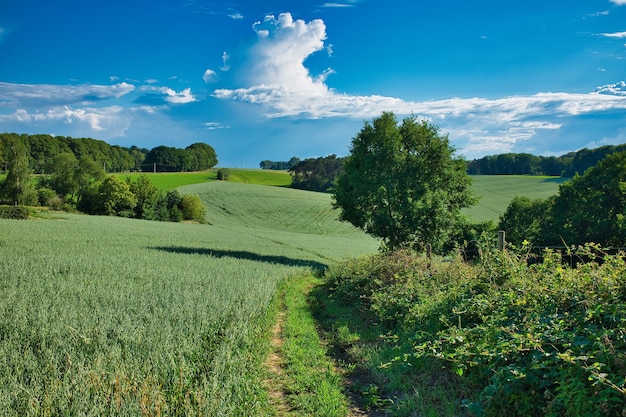 Duży krajobraz zielonej trawy i drzew pod błękitnym niebem