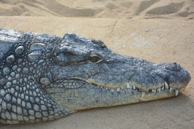 duży krokodyl na piasku z ogromnymi zębami