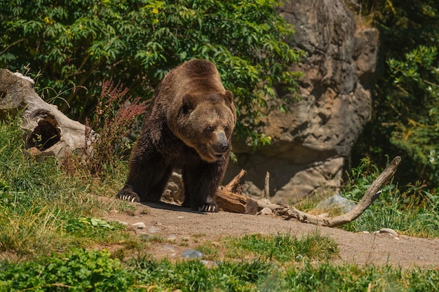 Duży niedźwiedź grizzly chwieje się, idąc swoją ścieżką. Szczegółowe futro i miękkie tło