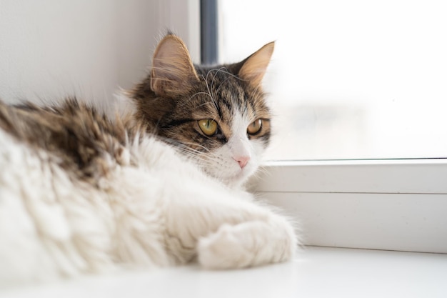 Duży śliczny puszysty trójkolorowy kot leży zrelaksowany na parapecie i jasnym oknie