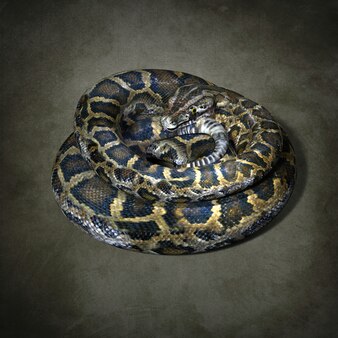 Duży ząbkowany python. ilustracja 3d
