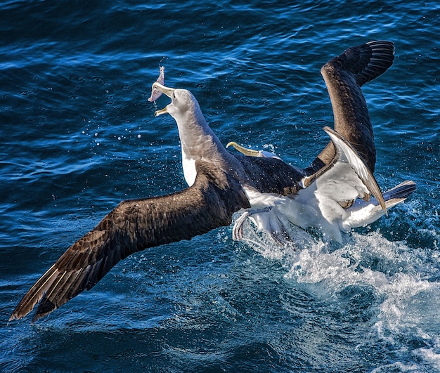 Dwa albatrosy walczą o pokarm w oceanie w Wellington Harbor w Nowej Zelandii