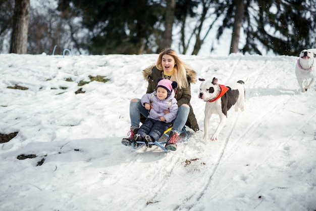 Dwa Amerykańskie Buldogi Biegną Za Blondynką Z Małą Dziewczynką Na Sankach