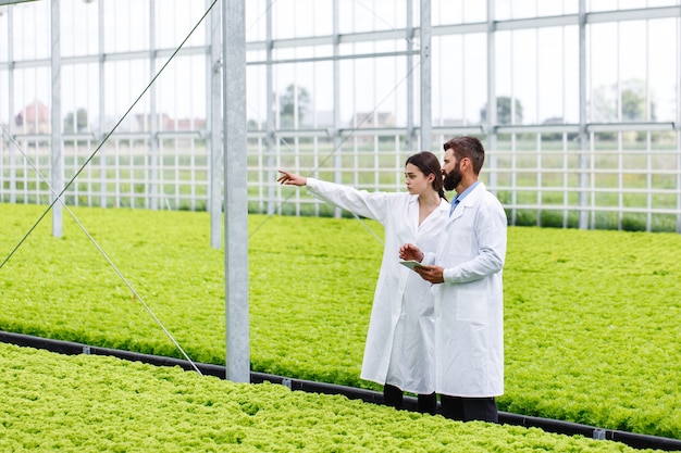 Dwa badania mężczyzna i kobieta badają zieleń z tabletem w całej białej szklarni