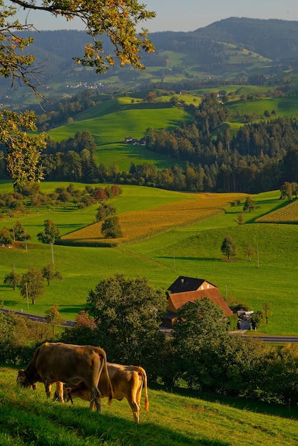 Bezpłatne zdjęcie dwa brązowe bydło na polu trawy