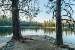 Bezpłatne zdjęcie dwa drzewa w pobliżu pięknego jeziora w lesie z odbiciami