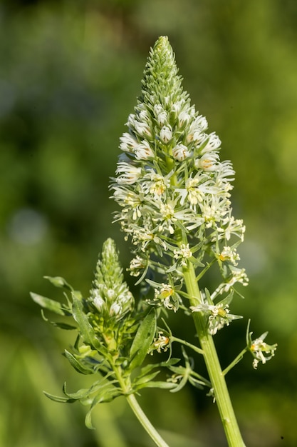 Dwa kwiatostany białej mignonety, pionowej białej mignonety, Reseda alba