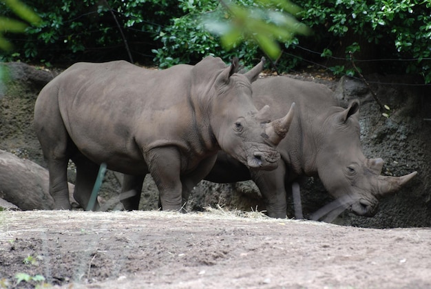 Dwa nosorożce stojące w cieniu dużego baldachimu drzewa.