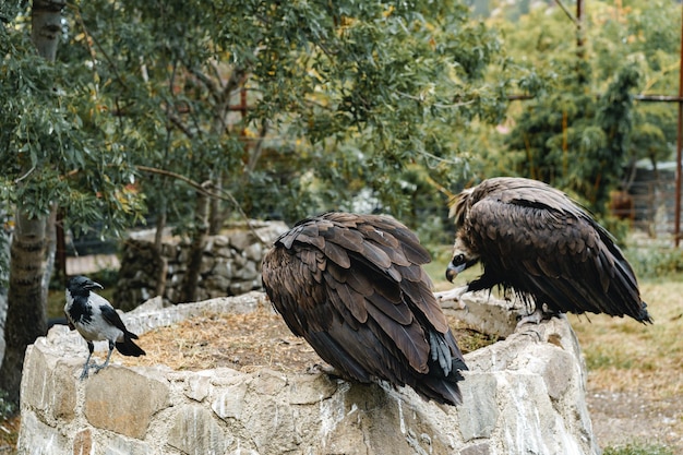 Dwa ptaki sęp siedzące na kamiennej ścianie w zoo