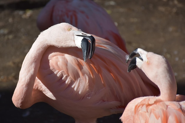 Bezpłatne zdjęcie dwa różowe flamingi nie zgadzają się z dziobami.