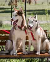Bezpłatne zdjęcie dwa słodkie psy husky na ławce w parku