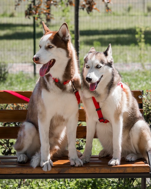 Dwa słodkie psy husky na ławce w parku