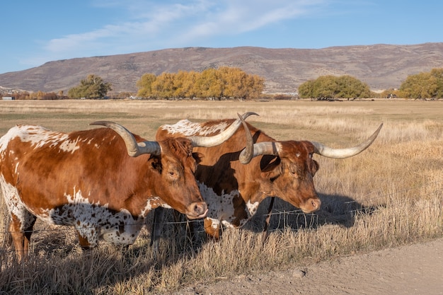 Bezpłatne zdjęcie dwa woły longhorn texas