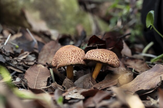 Dwa Xerocomellus chrysenteron Red pękający borowik