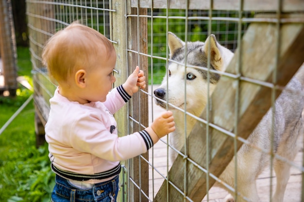 Dziecko bawiące się ze szczeniętami psów husky w finlandii w laponii w zimie
