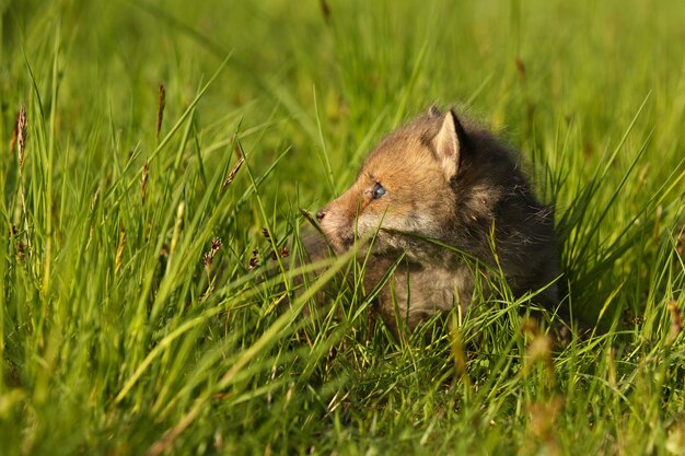 Dziecko rudego lisa czołga się po trawie