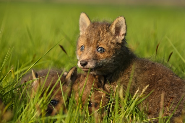 Dziecko rudego lisa czołga się po trawie
