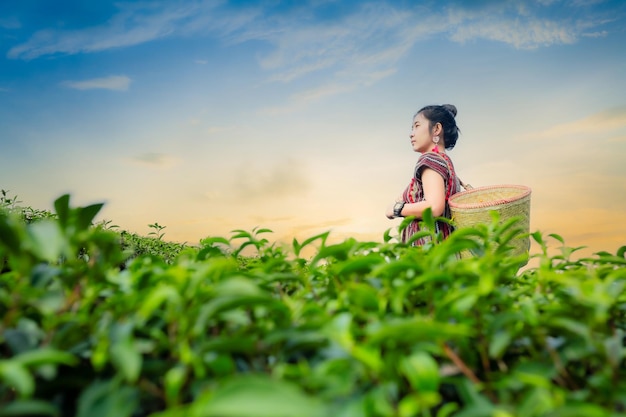 Dziewczyna zbierająca liście herbatypiękna azjatka zbierająca liście herbaty rano liście herbaty