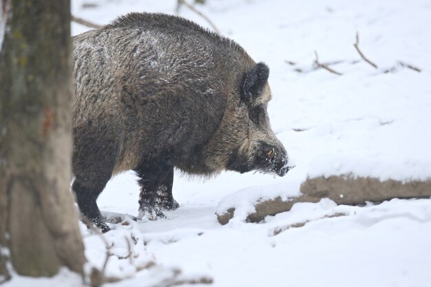 Dzik w naturalnym środowisku. Europejski dzik. Sus scrofa.