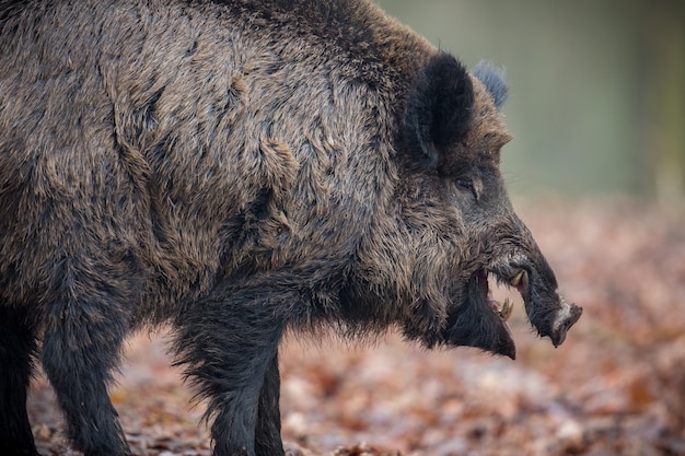 Bezpłatne zdjęcie dzik w naturze siedlisko niebezpieczne zwierzę w lesie czechy natura sus scrofa