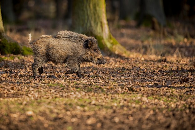 dzik w naturze siedlisko niebezpieczne zwierzę w lesie czechy natura sus scrofa