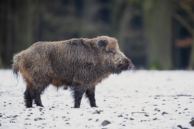 Bezpłatne zdjęcie dzik w naturze siedlisko niebezpieczne zwierzę w lesie czechy natura sus scrofa