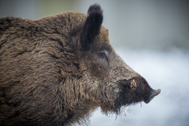 Bezpłatne zdjęcie dzik w naturze siedlisko niebezpieczne zwierzę w lesie czechy natura sus scrofa