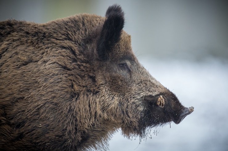 Bezpłatny plik Zdjęcie dzik w naturze siedlisko niebezpieczne zwierzę w lesie czechy natura sus scrofa