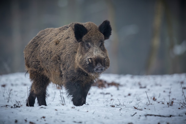 Bezpłatne zdjęcie dzik w naturze siedlisko niebezpieczne zwierzę w lesie czechy natura sus scrofa