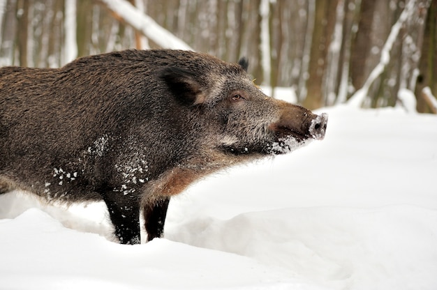 Bezpłatne zdjęcie dzik w zimowym lesie