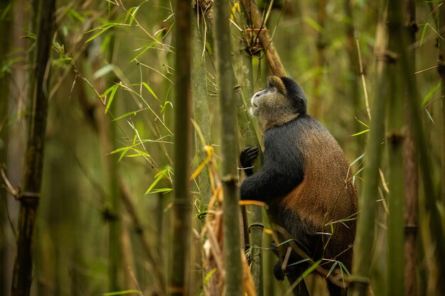 Dzika i bardzo rzadka złota małpa w bambusowym lesie
