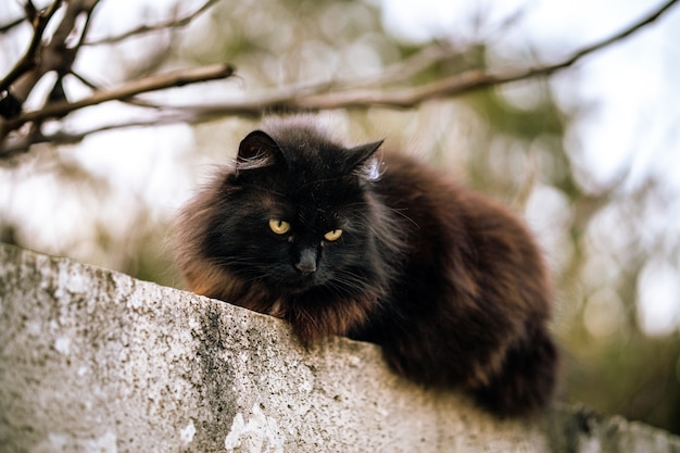 Bezpłatne zdjęcie dziki czarny kot z zielonymi oczami i rozmytym tłem